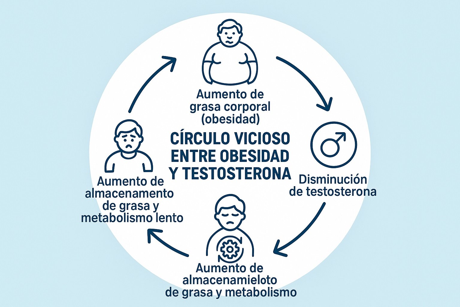 Infografía que muestra el círculo vicioso entre la obesidad, que causa niveles bajos de testosterona, y cómo la testosterona baja empeora la obesidad.